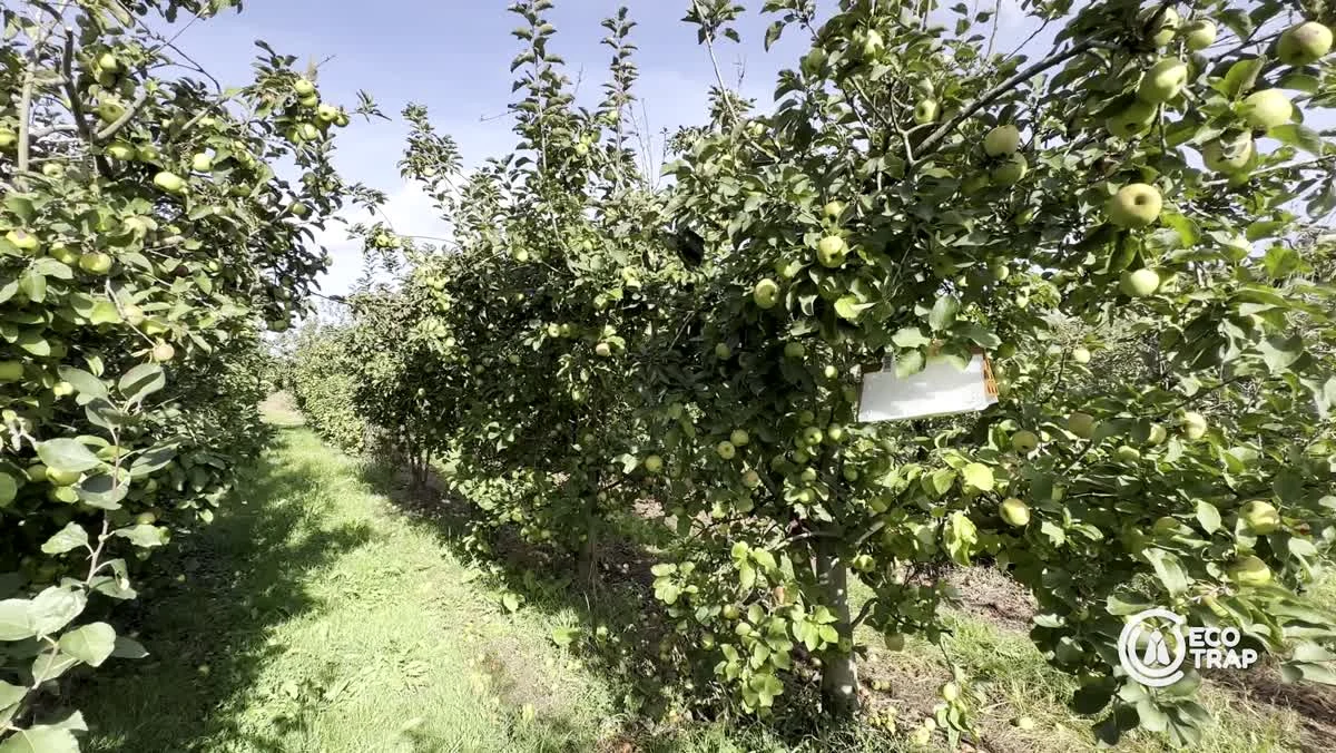 Fotograma del vídeo corporativo de ECOTRAP en una finca piloto