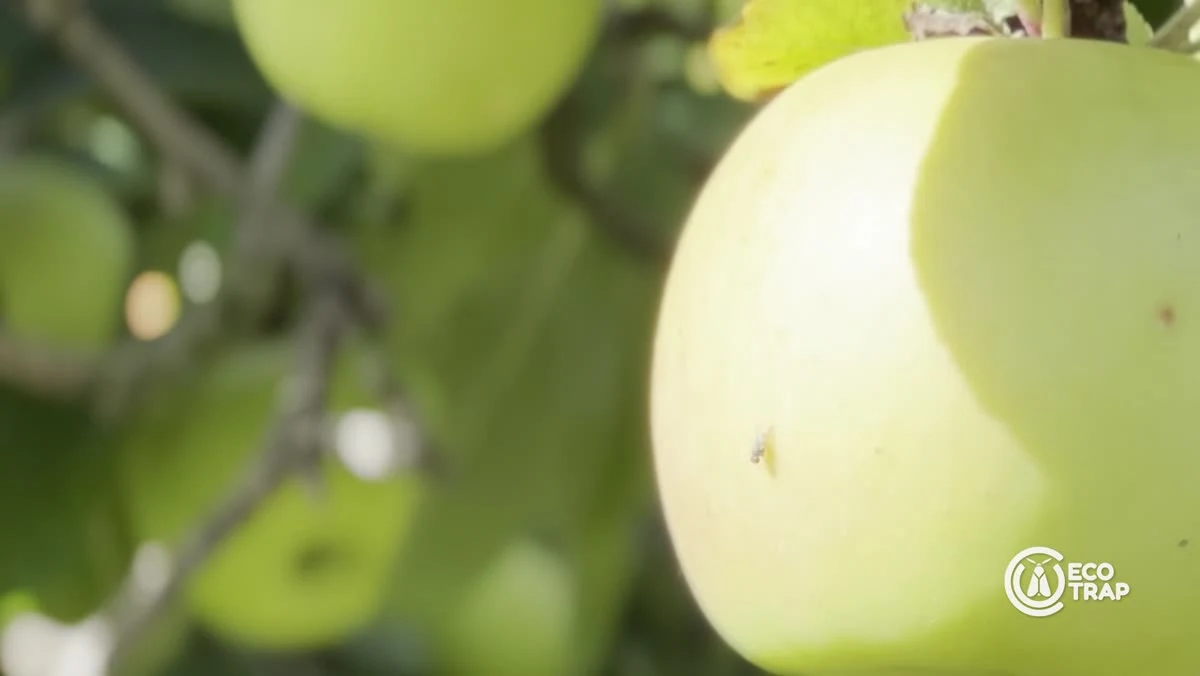 Fotograma del vídeo corporativo de ECOTRAP durante una validación de campo